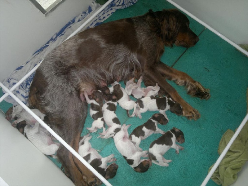 Chiot Epagneul picard Des Falaises De L'ailly